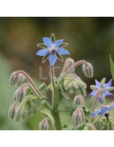Soft capsules with borage oil