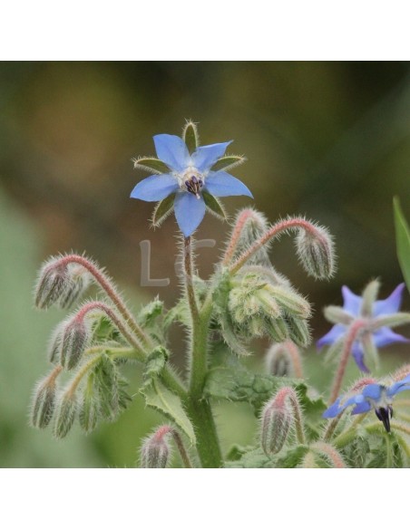 Soft capsules with borage oil