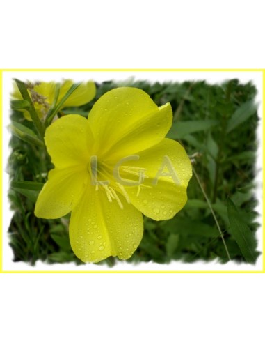 Soft capsules with evening primrose oil