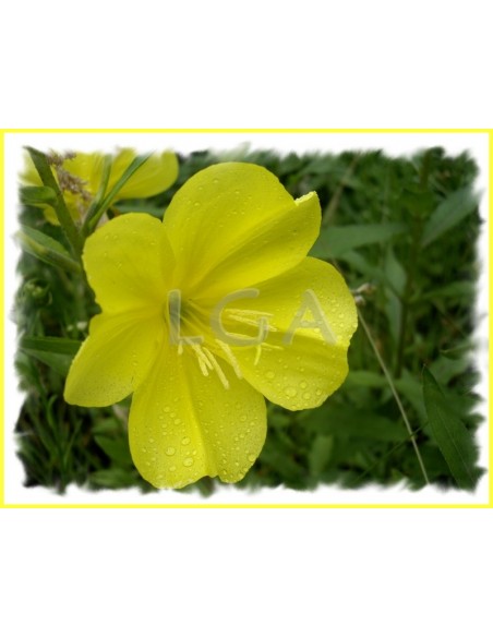 Soft capsules with evening primrose oil